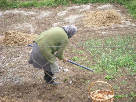Η ΚΥΡΑ ΣΤΑΥΡΟΥΛΑ ΒΓΑΖΕΙ ΠΑΤΑΤΕΣ